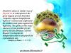 Happy Birthday of Hazrat Zainab (peace be upon her) and Happy Nurses` Day